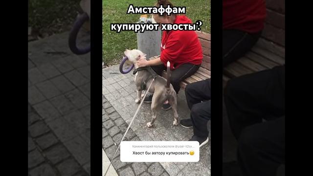 Зачем Амстаффу купируют хвост ? #amstaff #амстафф #Big_Legenda #pitbull #dog #собака #тренд #shorts Зачем Амстаффу купируют хвост ? #amstaff #амстафф #Big_Legenda #pitbull #dog #собака #тренд #shorts