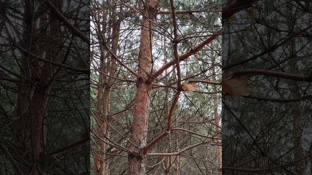Лес, #Птички, Сосны, Осень, Синички: Животные и Природа Украины 4k Forest #Animals & #Birds Life Лес, #Птички, Сосны, Осень, Синички: Животные и Природа Украины 4k Forest #Animals & #Birds Life