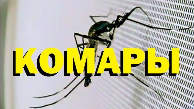 Галилео. Комары Галилео. Комары