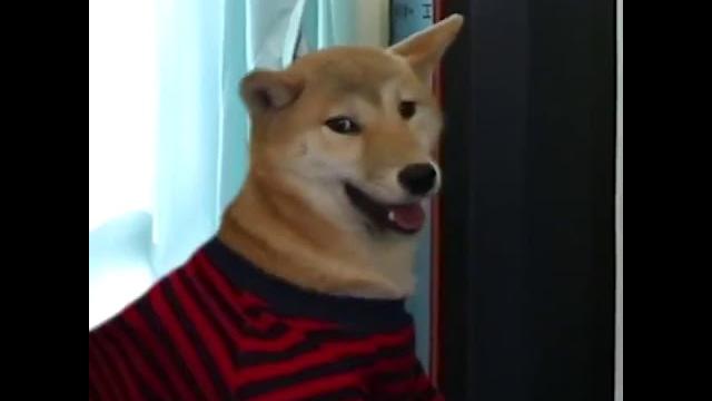 Don’t stop a smartest dog playing video games Don’t stop a smartest dog playing video games