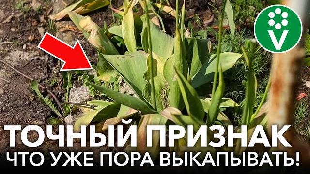 ТЮЛЬПАНЫ ОТЦВЕЛИ, ЧТО ДЕЛАТЬ ДАЛЬШЕ? Вот точный признак, что тюльпаны пора выкапывать! ТЮЛЬПАНЫ ОТЦВЕЛИ, ЧТО ДЕЛАТЬ ДАЛЬШЕ? Вот точный признак, что тюльпаны пора выкапывать!