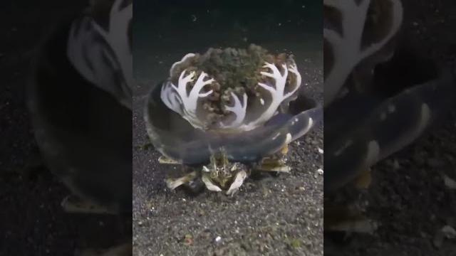 Одно из самых странных видео про крабов. Одно из самых странных видео про крабов.