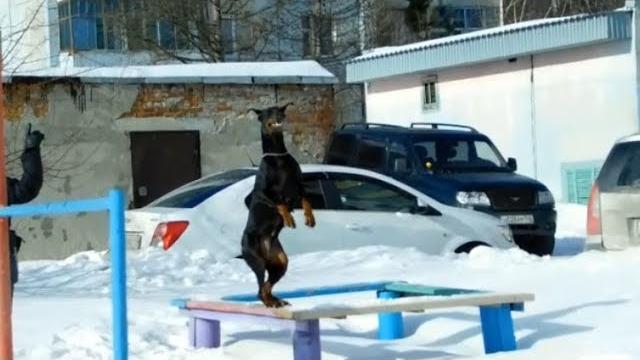 Весёлая прогулка с доберманом )) Весёлая прогулка с доберманом ))