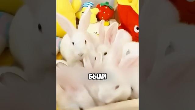 Хотела купить только одного кролика #животные #милыеживотные Хотела купить только одного кролика #животные #милыеживотные