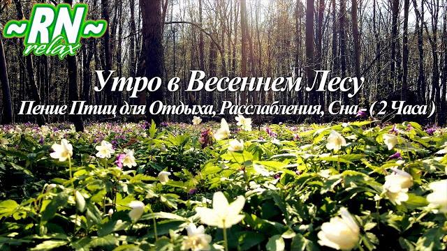 Пение Птиц в Лесу Весной - Настоящий Утренний Лес - Звуки Природы. Релакс Видео 2 ЧАСА • 1080p HD | Пение Птиц в Лесу Весной - Настоящий Утренний Лес - Звуки Природы. Релакс Видео 2 ЧАСА • 1080p HD |