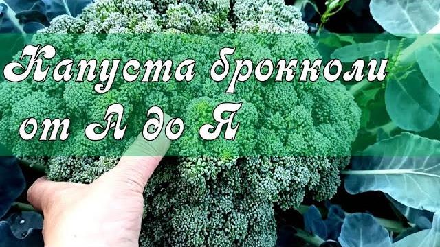 ВСЕГДА С УРОЖАЕМ БРОККОЛИ! ОГРОМНЫЕ ГОЛОВКИ КАПУСТЫ БРОККОЛИ НАРАСТАЮТ!Выращивание КАПУСТЫ от А до Я ВСЕГДА С УРОЖАЕМ БРОККОЛИ! ОГРОМНЫЕ ГОЛОВКИ КАПУСТЫ БРОККОЛИ НАРАСТАЮТ!Выращивание КАПУСТЫ от А до Я