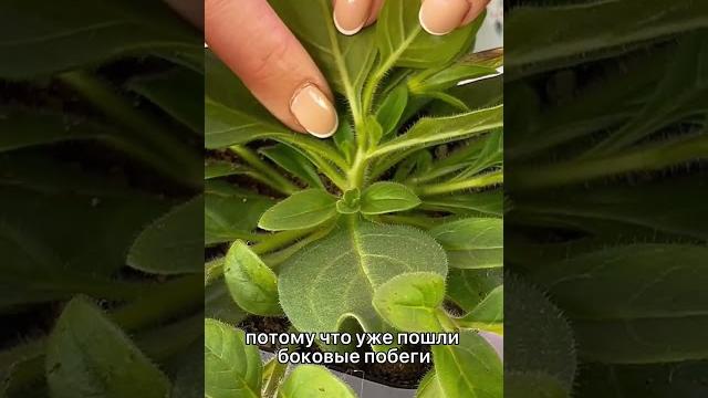 Стрижка петунии, чтобы получить пышный куст Стрижка петунии, чтобы получить пышный куст