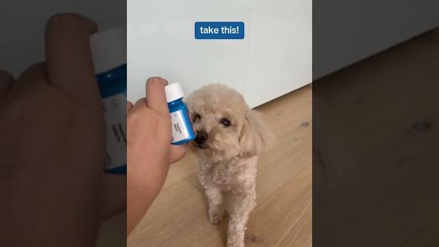 *bark bark* grab Claritin® *bark bark* grab Claritin®