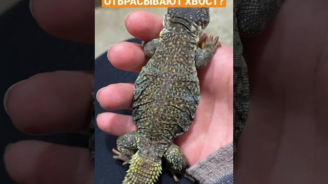 Почему ящерицы отбрасывают хвост? Почему ящерицы отбрасывают хвост?