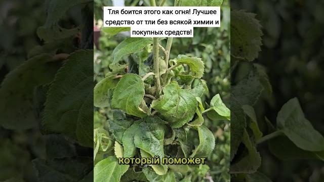 Тля боится этого как огня! Лучшее средство от тли без всякой химии и покупных средств! #тля Тля боится этого как огня! Лучшее средство от тли без всякой химии и покупных средств! #тля