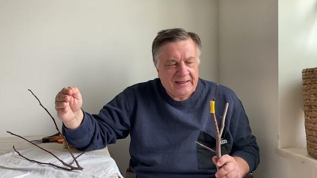 Оптимальные сроки прививки Оптимальные сроки прививки