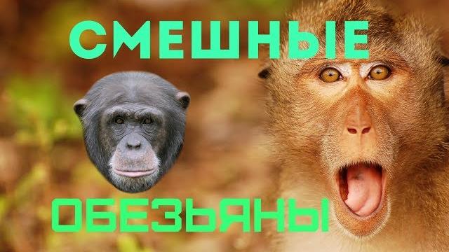 Смешные обезьяны.Приколы про обезьян. Смешные обезьяны.Приколы про обезьян.