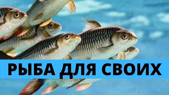 Реформы рыбного хозяйства России Реформы рыбного хозяйства России