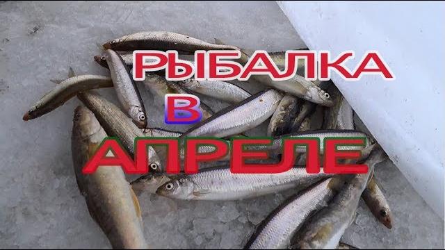Сахалин.Апрель. Подледная рыбалка. Сахалин.Апрель. Подледная рыбалка.