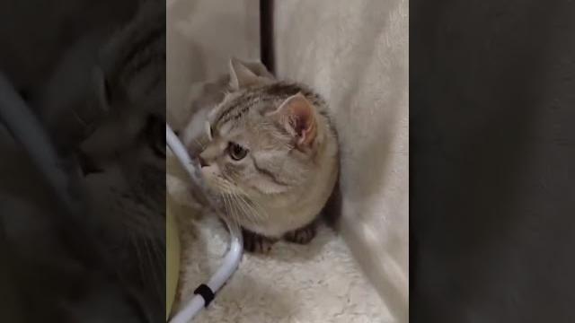Кот в шоке. Когда дали пи*ды я всех зауважал...стыдно #кошке и #собаке #воспитание#дрессировка Кот в шоке. Когда дали пи*ды я всех зауважал...стыдно #кошке и #собаке #воспитание#дрессировка