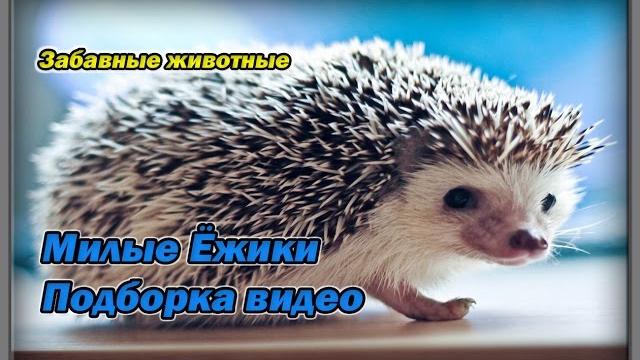 Смешные животные. Видео подборка. Ёжики. Смешные животные. Видео подборка. Ёжики.