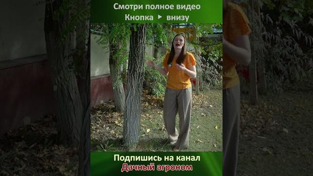 Чем БЕЛИТЬ деревья Дачный агроном Чем БЕЛИТЬ деревья Дачный агроном