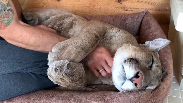 Пума Месси терпи! Месть сонному коту Пума Месси терпи! Месть сонному коту