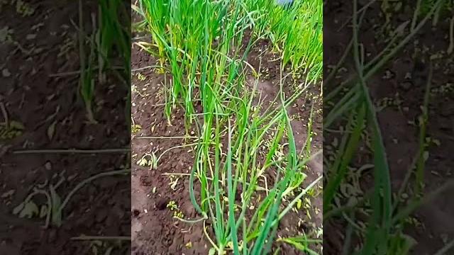 огород после дождя огород после дождя