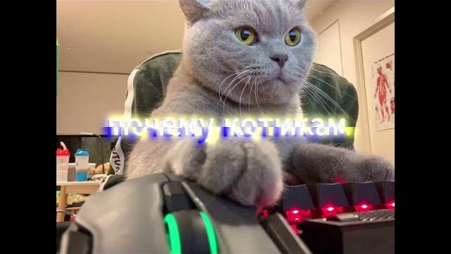 ПОЧЕМУ КОТИКАМ КОМПЬЮТЕРЫ НЕ НРАВЯТСЯ? ПОЧЕМУ КОТИКАМ КОМПЬЮТЕРЫ НЕ НРАВЯТСЯ?