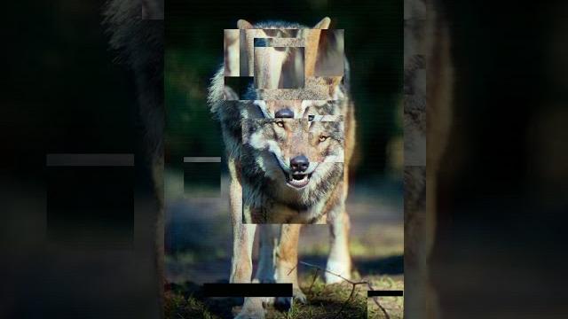 Небольшой клип про волков. Небольшой клип про волков.