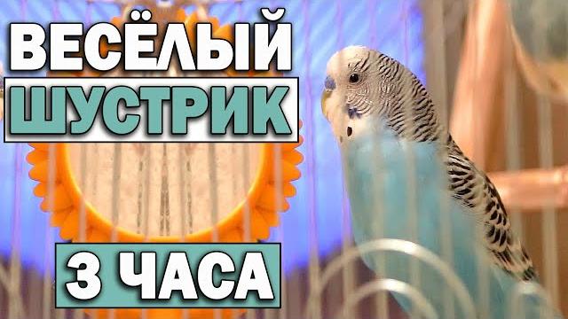 Весёлое пение волнистых попугаев. 3 часа. Весёлое пение волнистых попугаев. 3 часа.