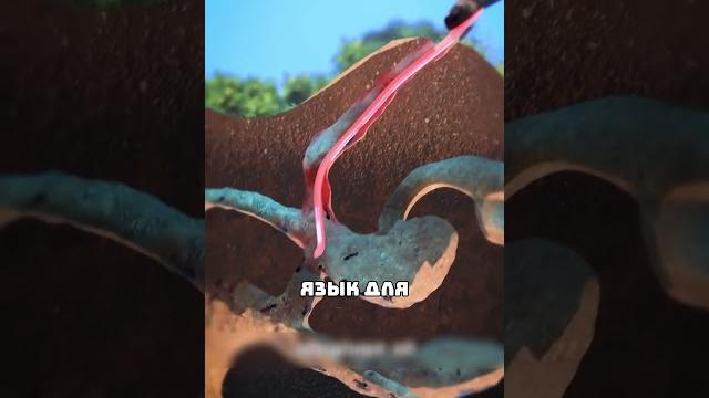 Как муравьед добывает пищу Как муравьед добывает пищу