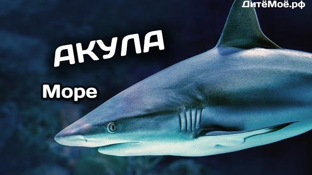 Акула. Энциклопедия для детей про животных. Море Акула. Энциклопедия для детей про животных. Море
