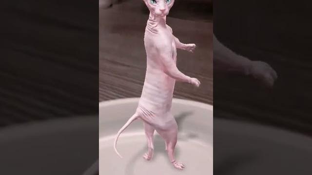 Мяяяу мяу мяу мяу мяу мяу Мяяяу мяу мяу мяу мяу мяу