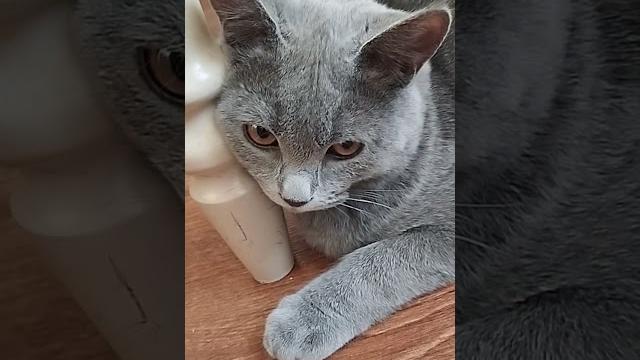 грустный Марсик #cat #кот #cute #цитаты #kitten грустный Марсик #cat #кот #cute #цитаты #kitten