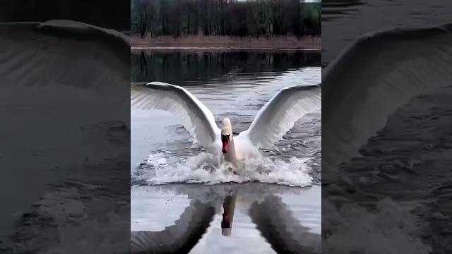 А белый лебедь на пруду.... А белый лебедь на пруду....