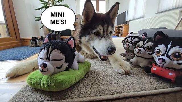 Husky Gets His Very Own Plushie Collection! Husky Gets His Very Own Plushie Collection!
