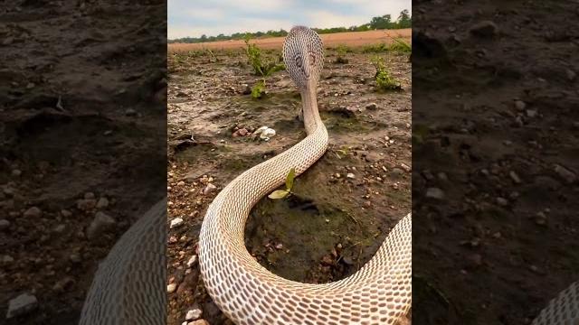 "Rare Encounter with a Cobra in the Heart of Nature" "Rare Encounter with a Cobra in the Heart of Nature"