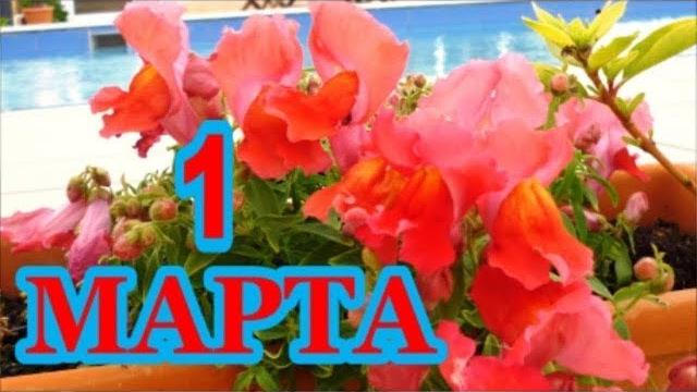 КИПР. МОИ ЦВЕТЫ В ПЕРВЫЙ ДЕНЬ ВЕСНЫ КИПР. МОИ ЦВЕТЫ В ПЕРВЫЙ ДЕНЬ ВЕСНЫ