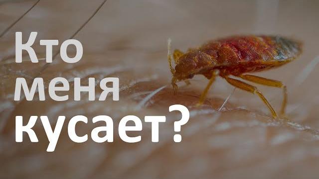 Определитель укусов: как понять, кто кусает в доме? Определитель укусов: как понять, кто кусает в доме?