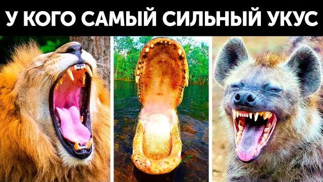 У кого самый сильный укус на Земле У кого самый сильный укус на Земле