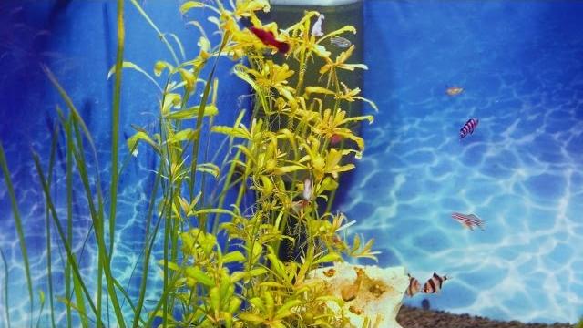 Fish in the aquarium Рыбки в аквариуме Fish in the aquarium Рыбки в аквариуме