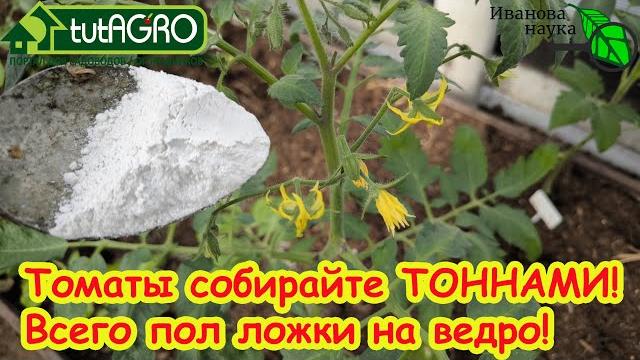 ПОДКОРМКА ТОМАТОВ ПОСЛЕ ВЫСАДКИ: моя секретная подкормка на вторую кисть. Кисти идут одна за одной. ПОДКОРМКА ТОМАТОВ ПОСЛЕ ВЫСАДКИ: моя секретная подкормка на вторую кисть. Кисти идут одна за одной.