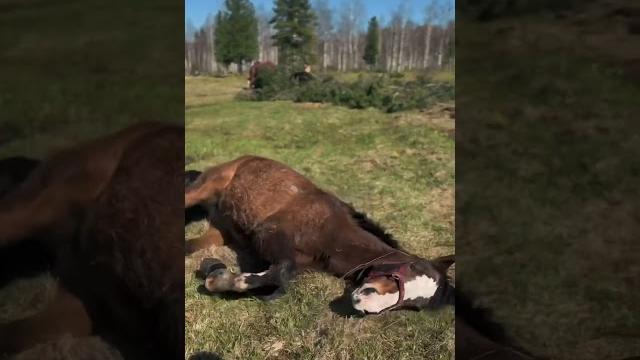 Летний вайб #music #trap #horoscope #лошади #камри #конныйклуб #фото #rap #hiphop #bandlab #horse Летний вайб #music #trap #horoscope #лошади #камри #конныйклуб #фото #rap #hiphop #bandlab #horse
