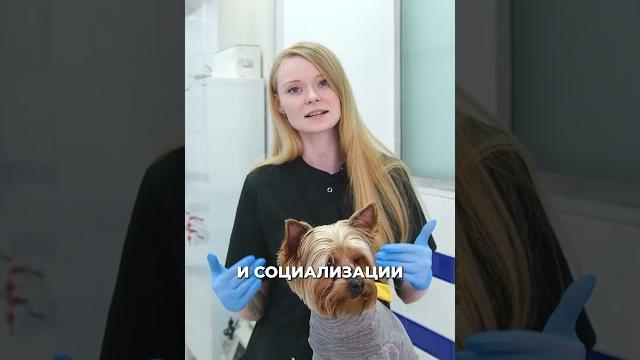 Йорк — миниатюрная собака-компаньон #ветеринария #йорк #йоркширскийтерьер #животные #порода #мелкаш Йорк — миниатюрная собака-компаньон #ветеринария #йорк #йоркширскийтерьер #животные #порода #мелкаш