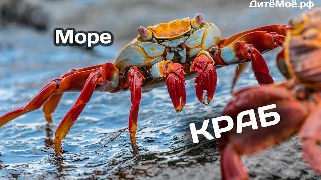 Краб. Энциклопедия для детей про животных. Море Краб. Энциклопедия для детей про животных. Море