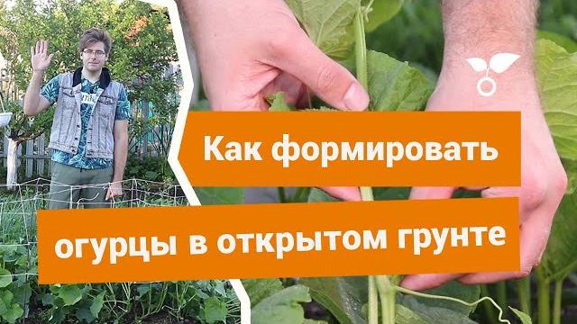 Как и зачем формировать огурцы в открытом грунте? Как и зачем формировать огурцы в открытом грунте?
