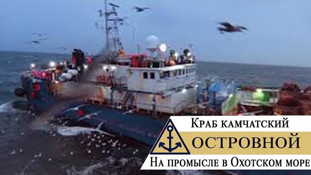Краб камчатский – На промысле в Охотском море Краб камчатский – На промысле в Охотском море