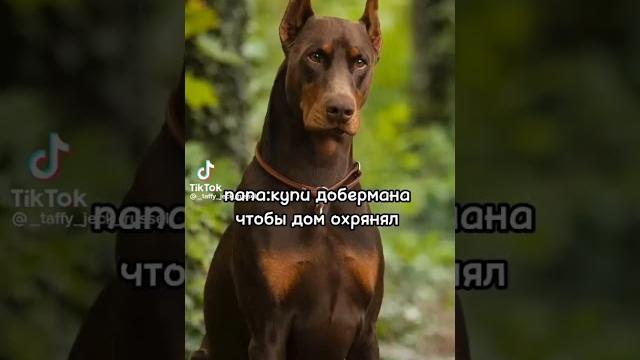 #кто доберман#реки #кто доберман#реки