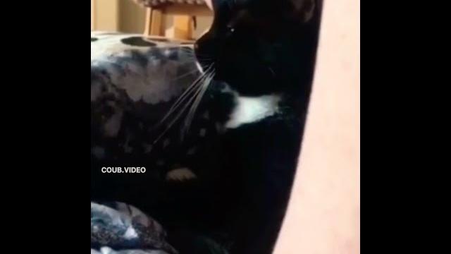 короткие смешные видео про животных короткие смешные видео про животных