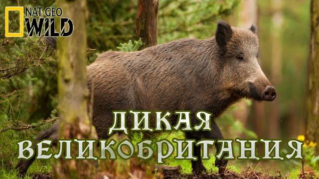 Дикая Великобритания - Возвышенности.(1) Дикие животные. #Документальный фильм. National Geographic Дикая Великобритания - Возвышенности.(1) Дикие животные. #Документальный фильм. National Geographic