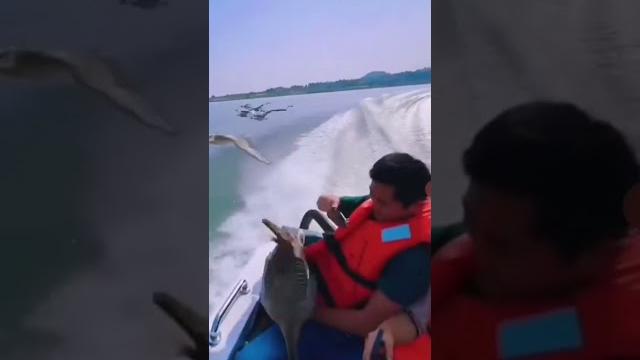 ️Наглый гусьСмешные видео 2021 новинки 2021 ️Наглый гусьСмешные видео 2021 новинки 2021