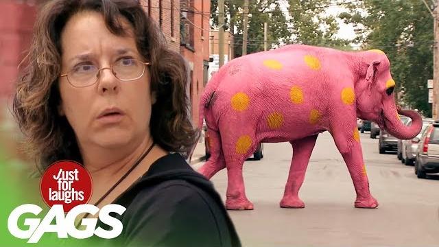 Pink Elephant Prank Pink Elephant Prank