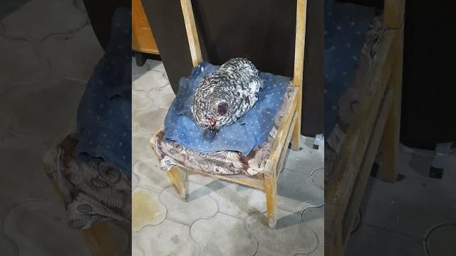 Петух без головы жив сутки! 1 часть Петух без головы жив сутки! 1 часть