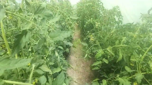 О кладоспориозе и борьбе с ним О кладоспориозе и борьбе с ним